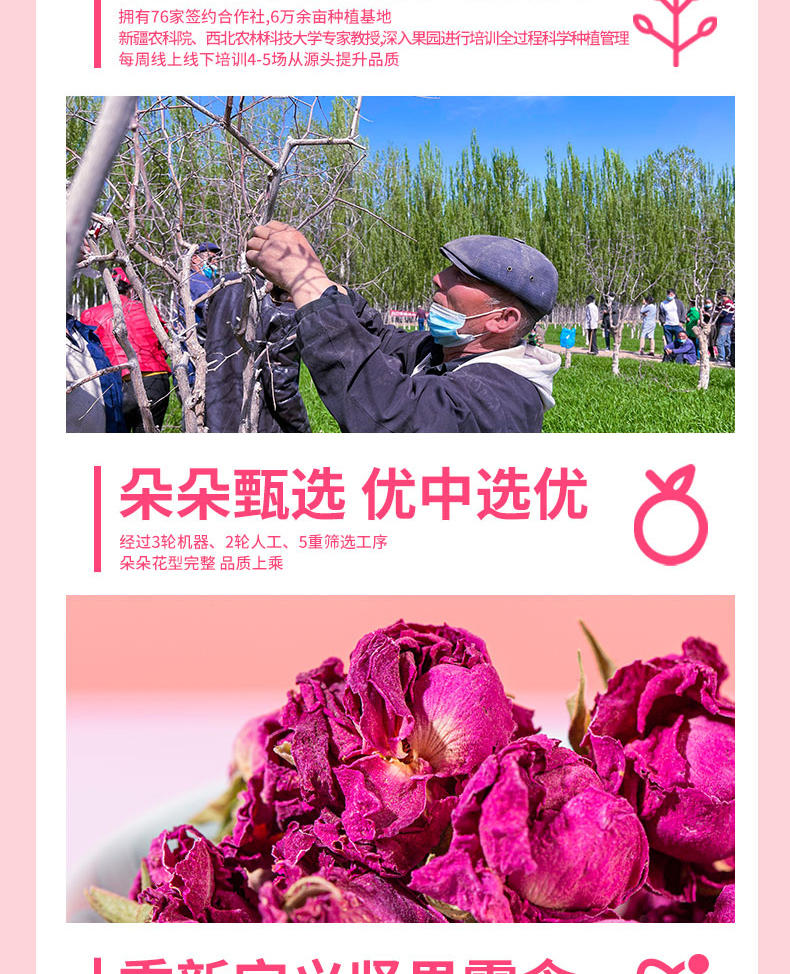 疆果果沙漠玫瑰花茶干玫瑰花瓣冲泡茶25g
