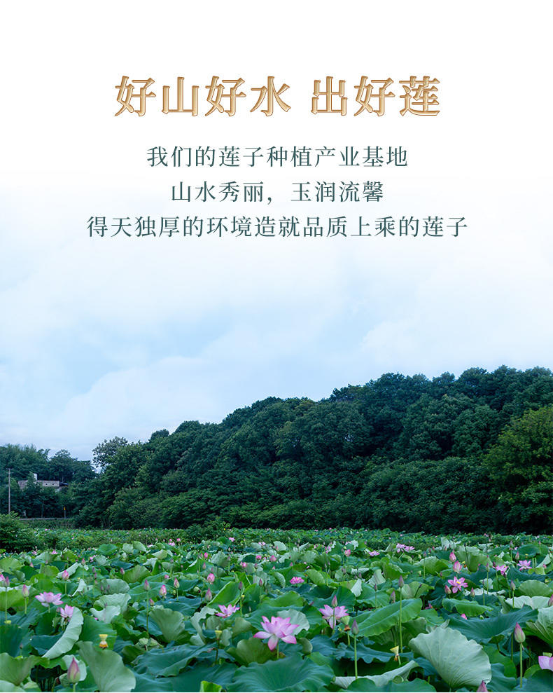 鲜山叔湘白莲子磨皮白莲子250g/1袋