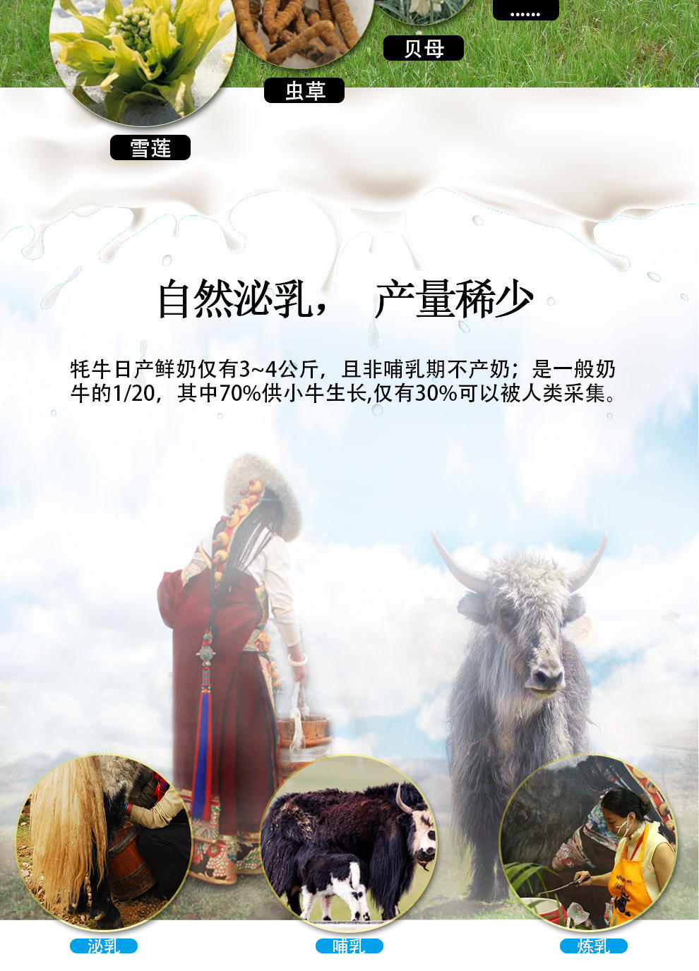 青藏祁莲牦牛原味祁连山酸牛奶200ml*10/提