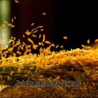 地大粮心 东北大米黑龙江水晶珍珠米10斤