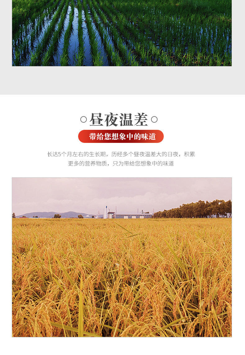 味稻珍真空包装黑龙江长粒香米10斤
